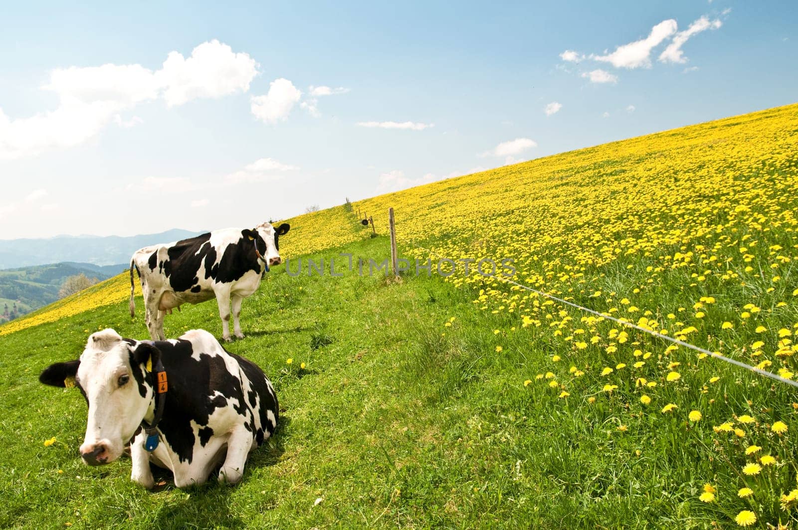 Cows 7