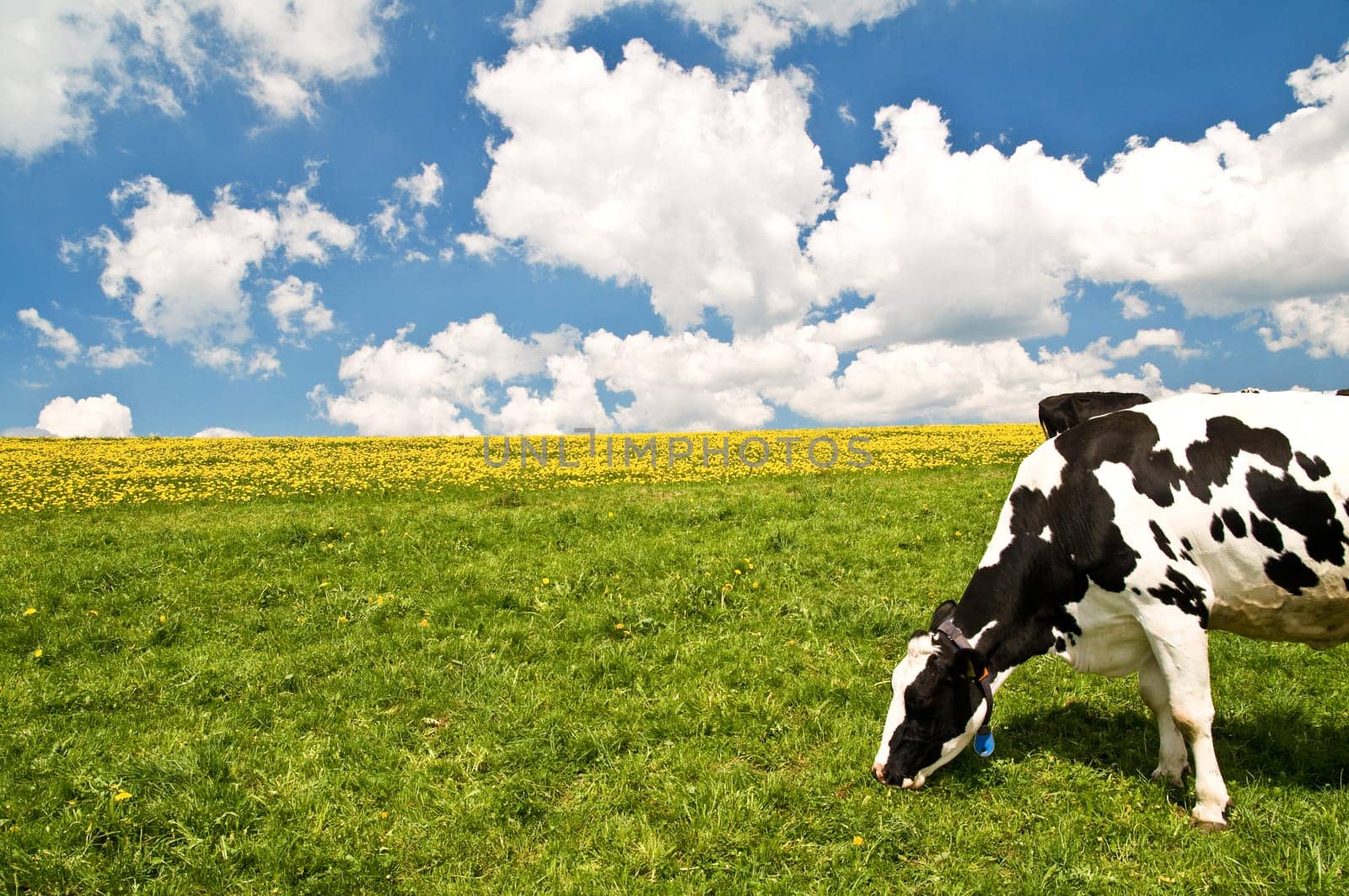 Cows 8