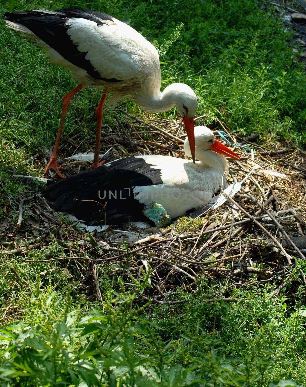 storks