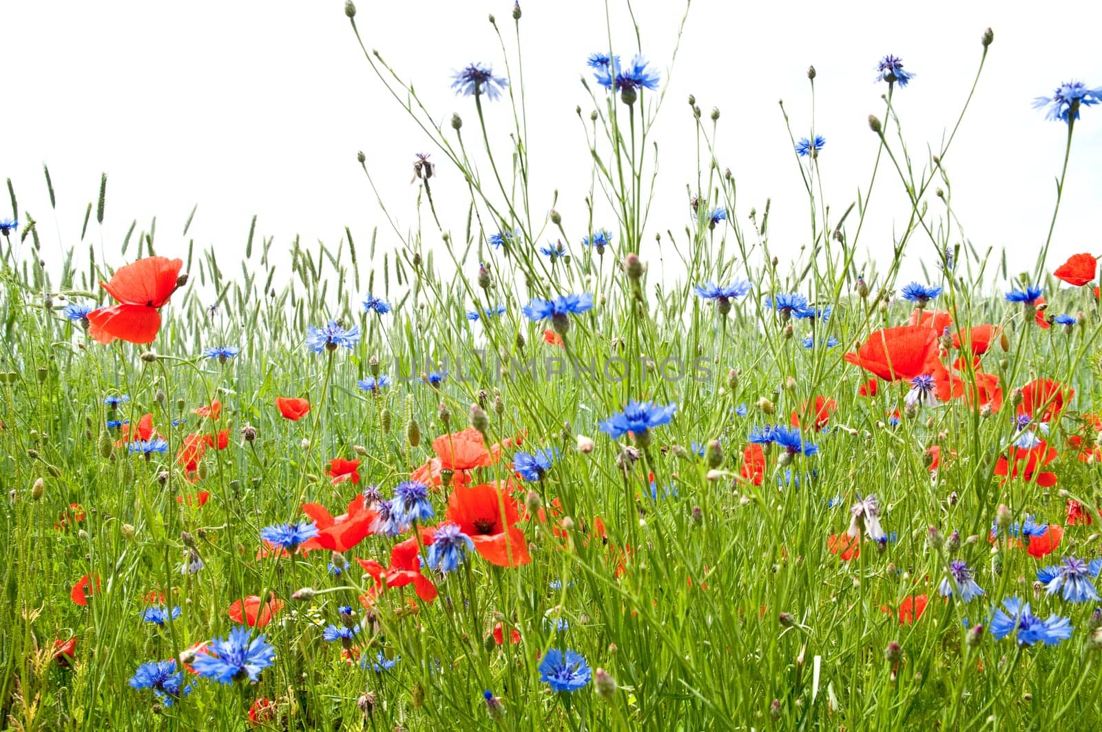 Summer Meadow 1