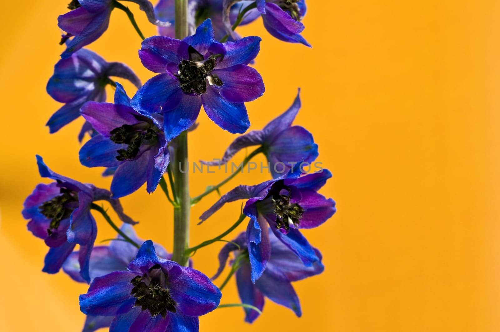 Larkspur 1