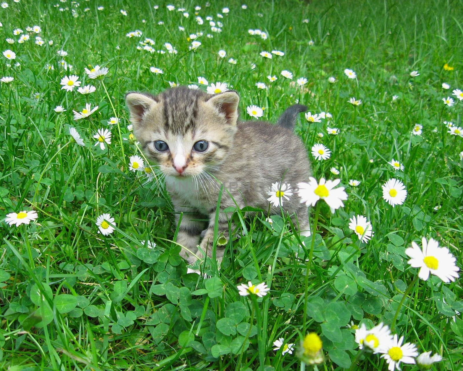 Fluff