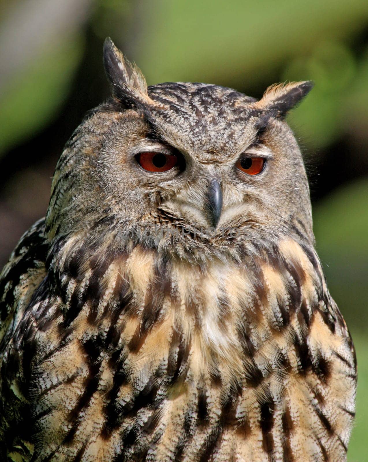 Bubo Bubo