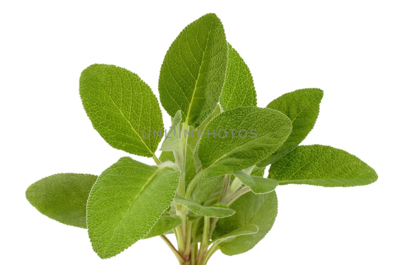 Sage
