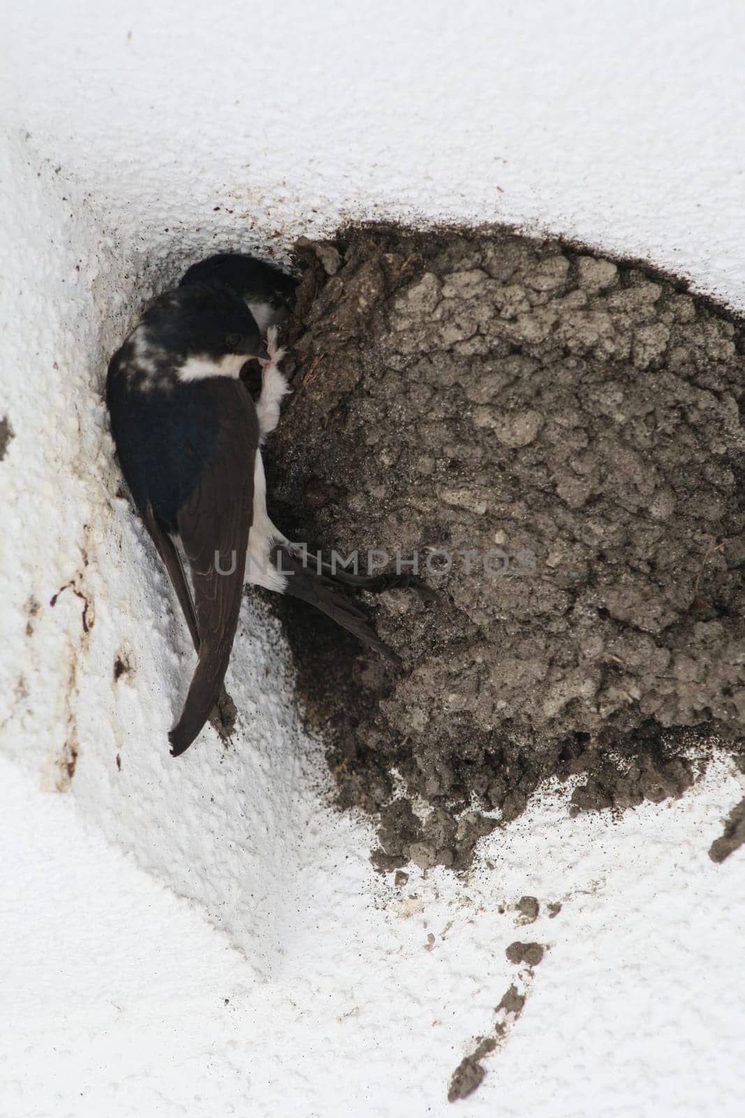 Swallows in the nest