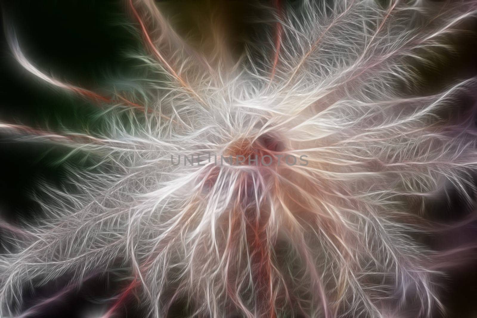 Pulsatilla