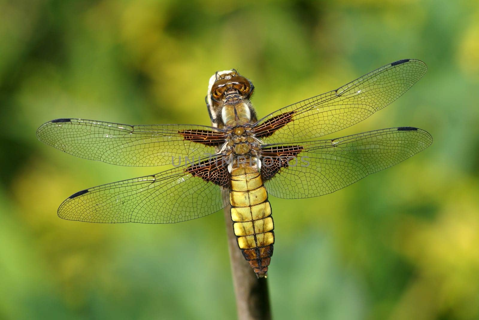 Flat-bellied female in resting position