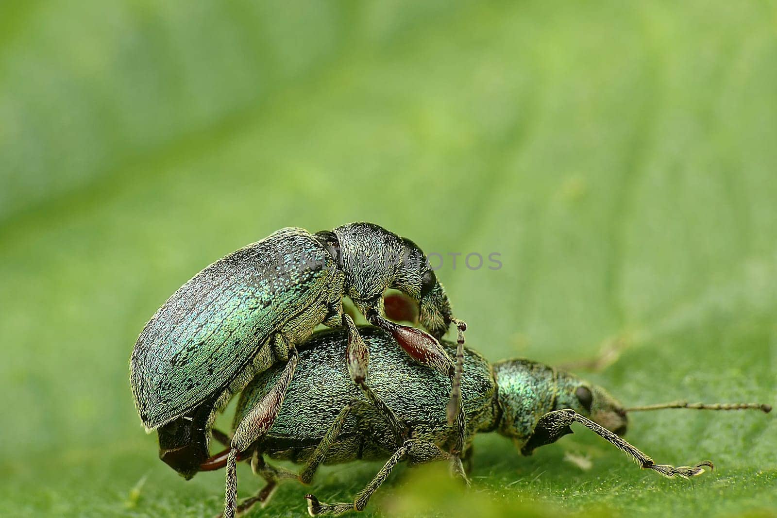 Green weevils mating 3