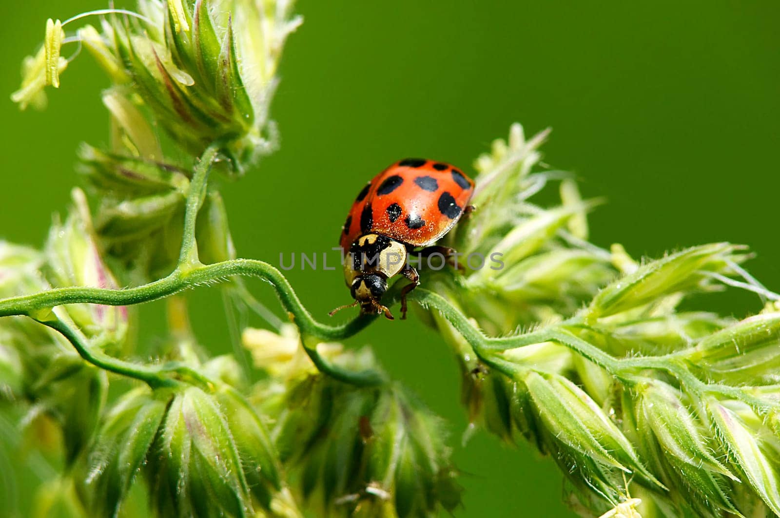 Asian Ladybug