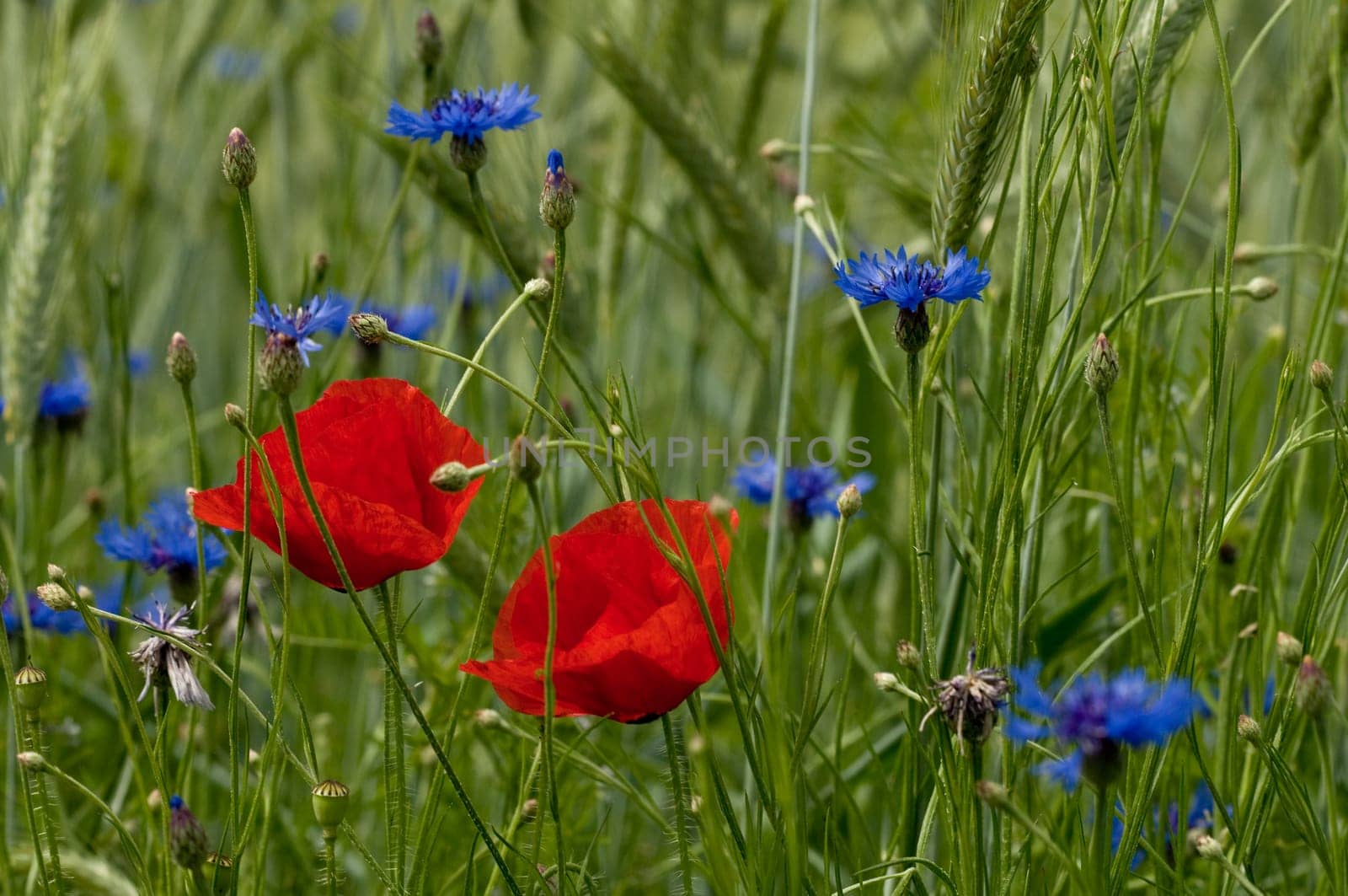 Summer meadow 2