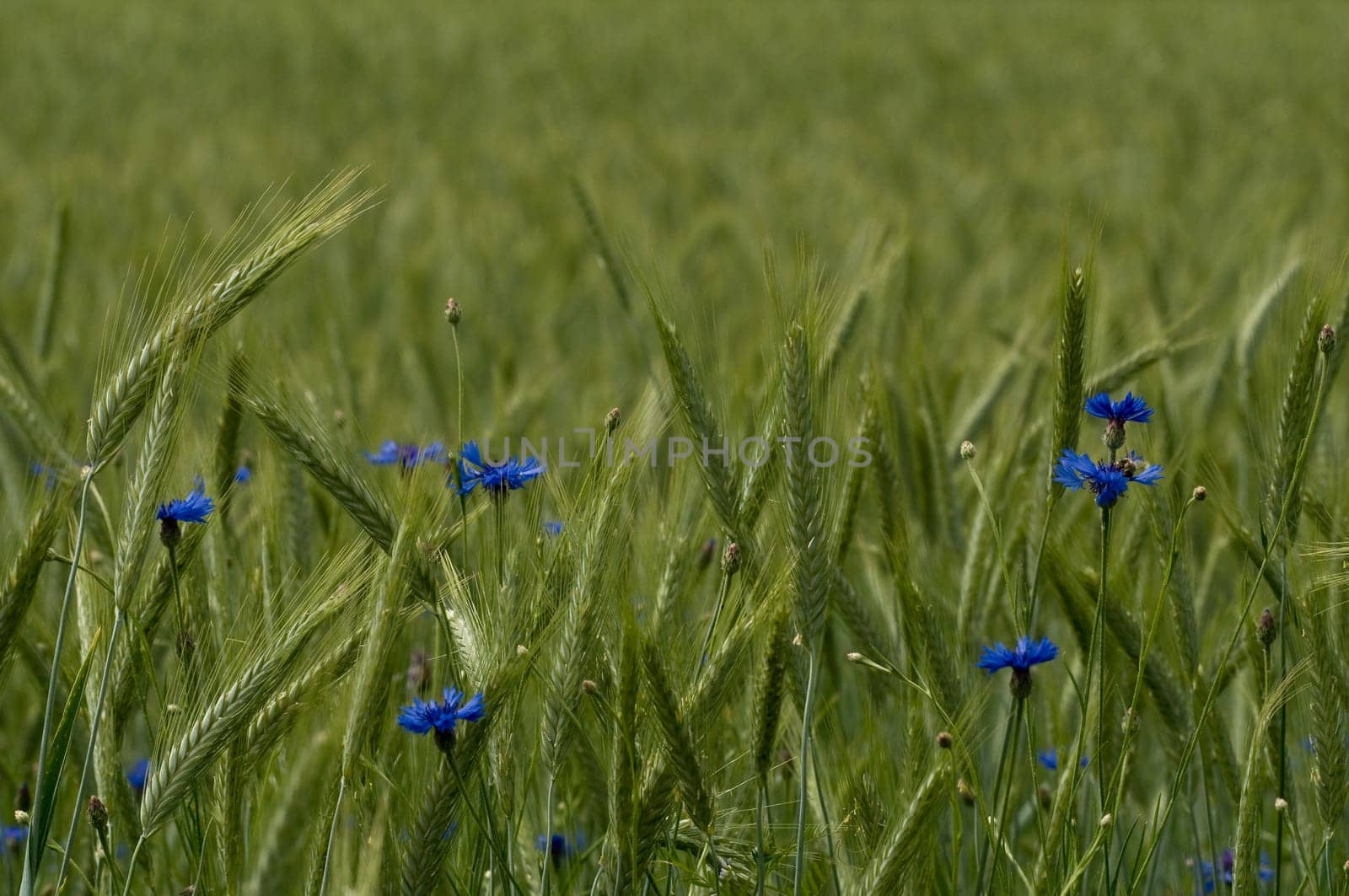 Grain field
