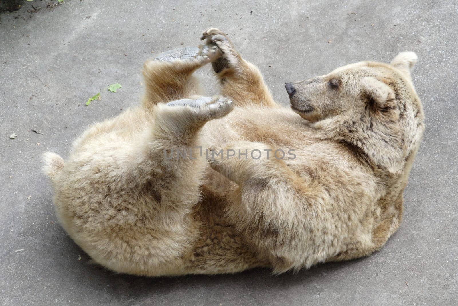 Bear
