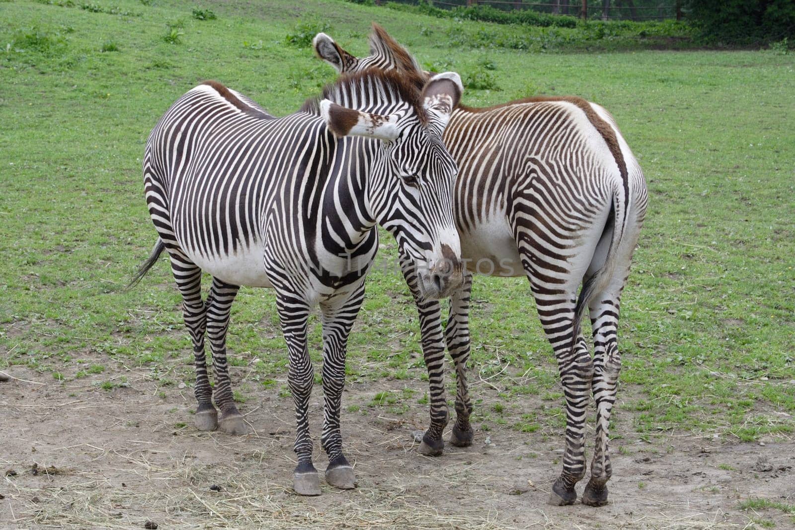 Two zebras standing side-by-side