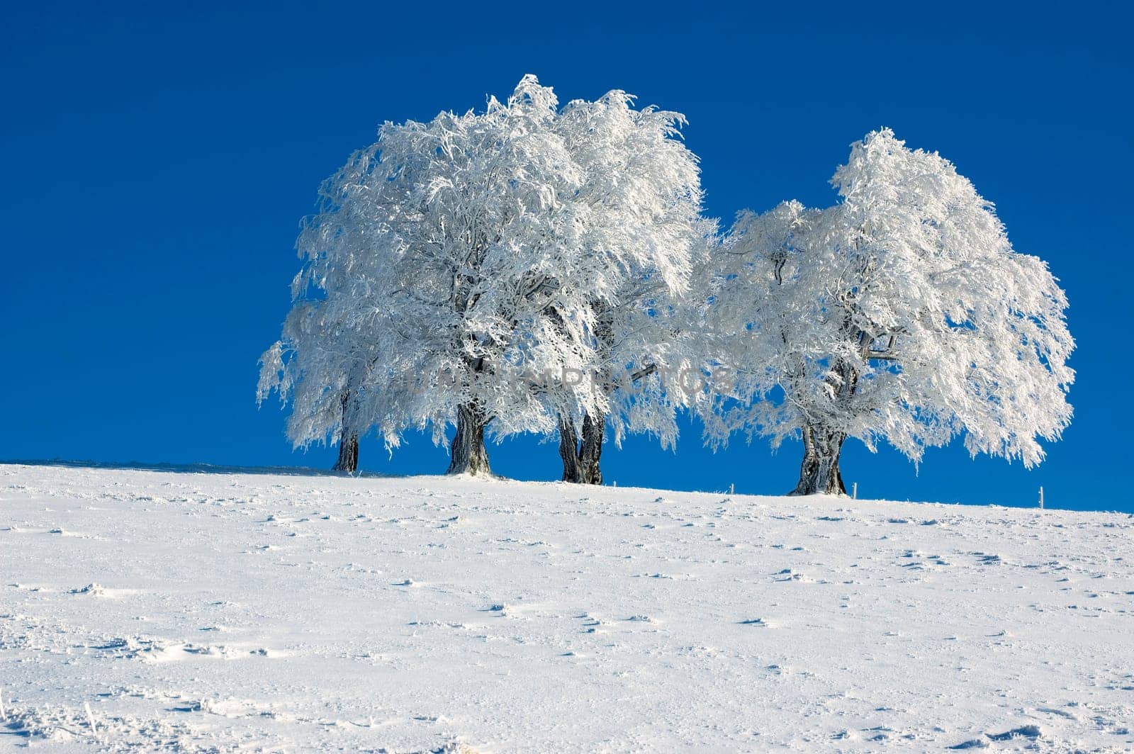 Winter Trees 1