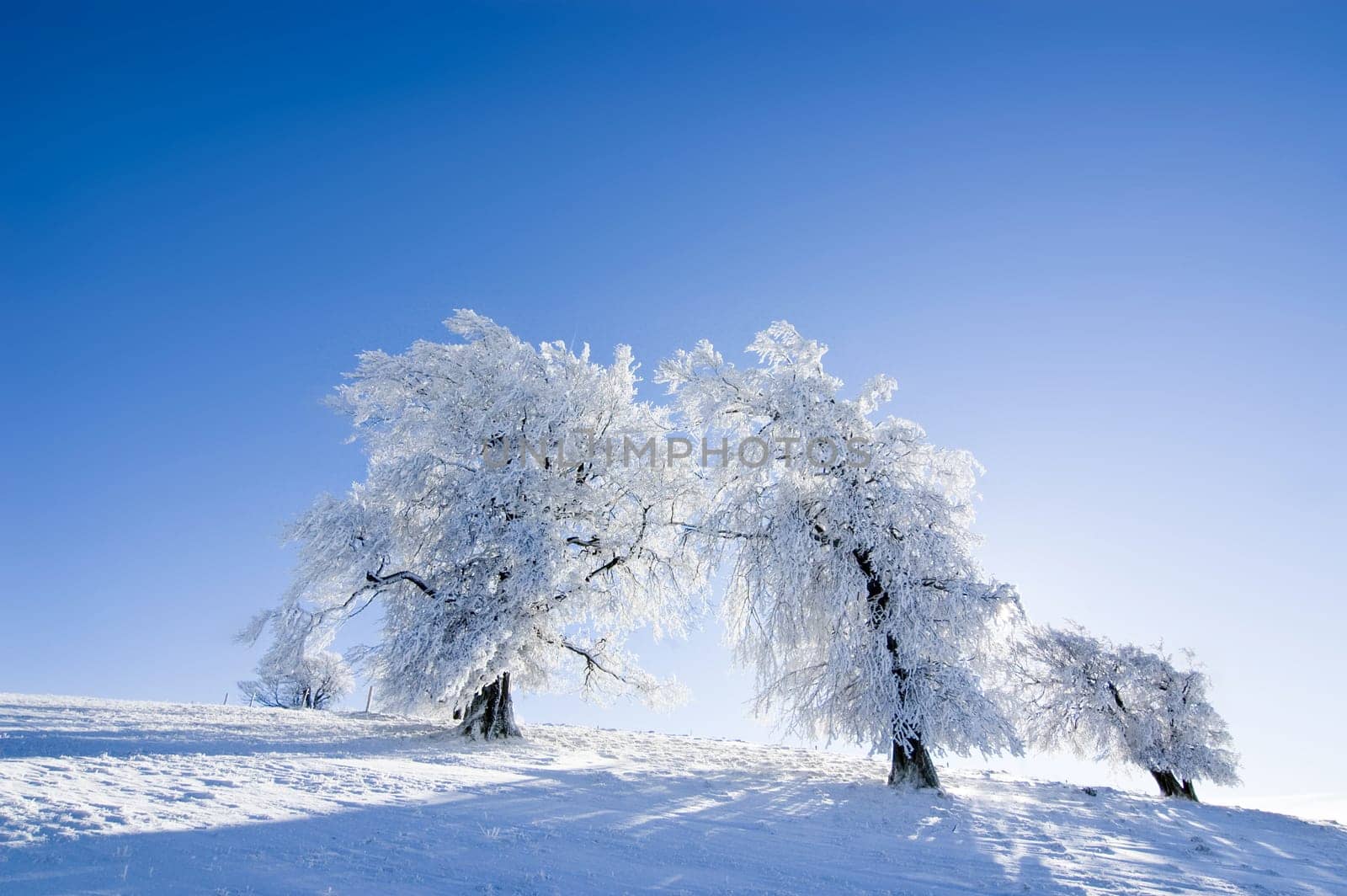 Winter Trees 2