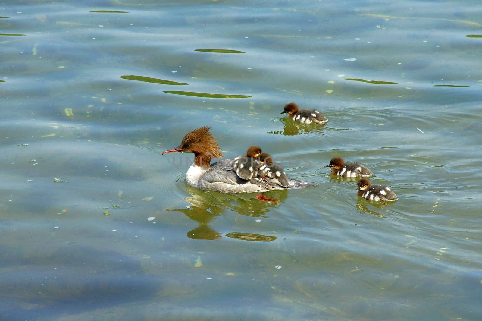A female goosander piggybacking with 2 cubs