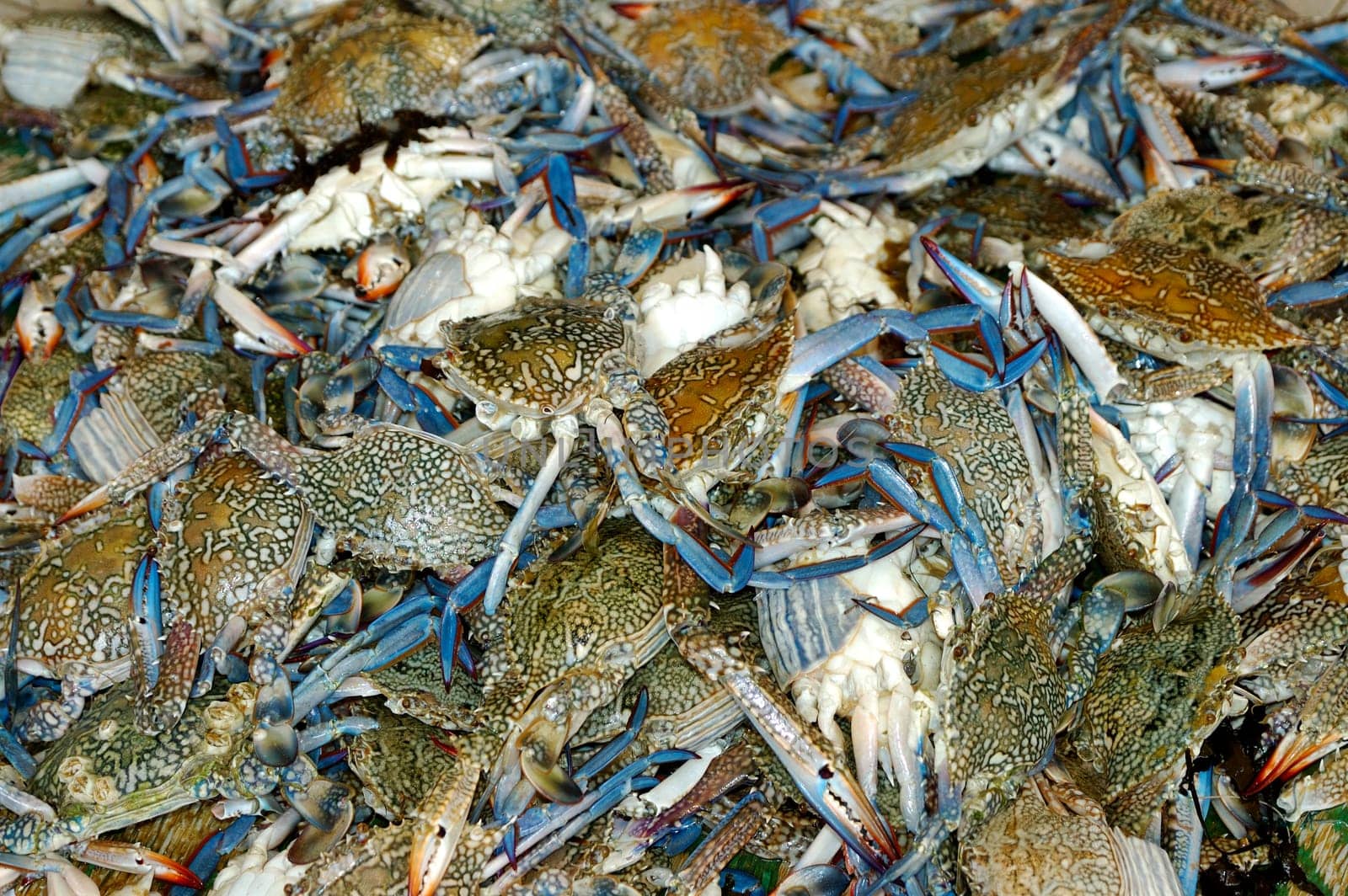 Fresh crab catch at the Nutmeg Fish Market
