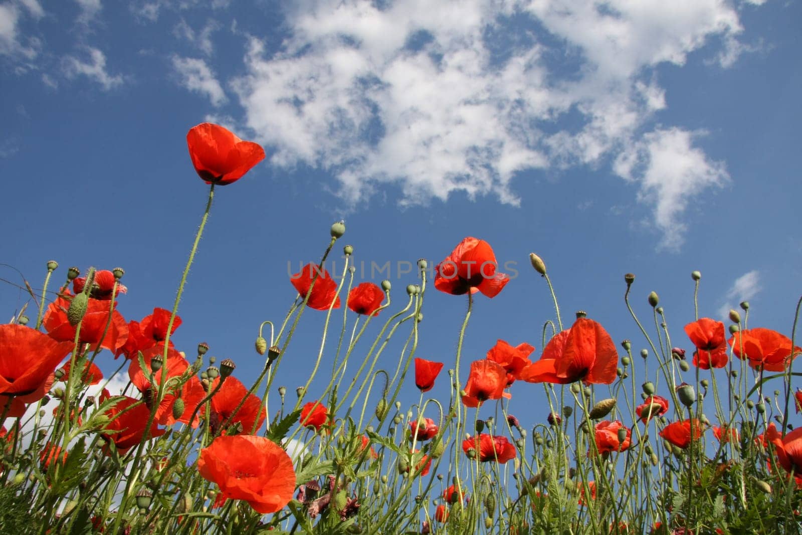 Poppy meadow