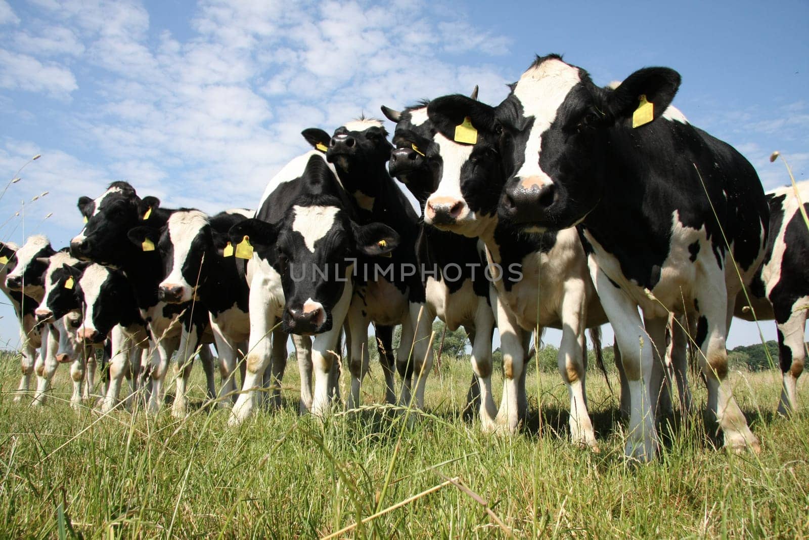 Cows