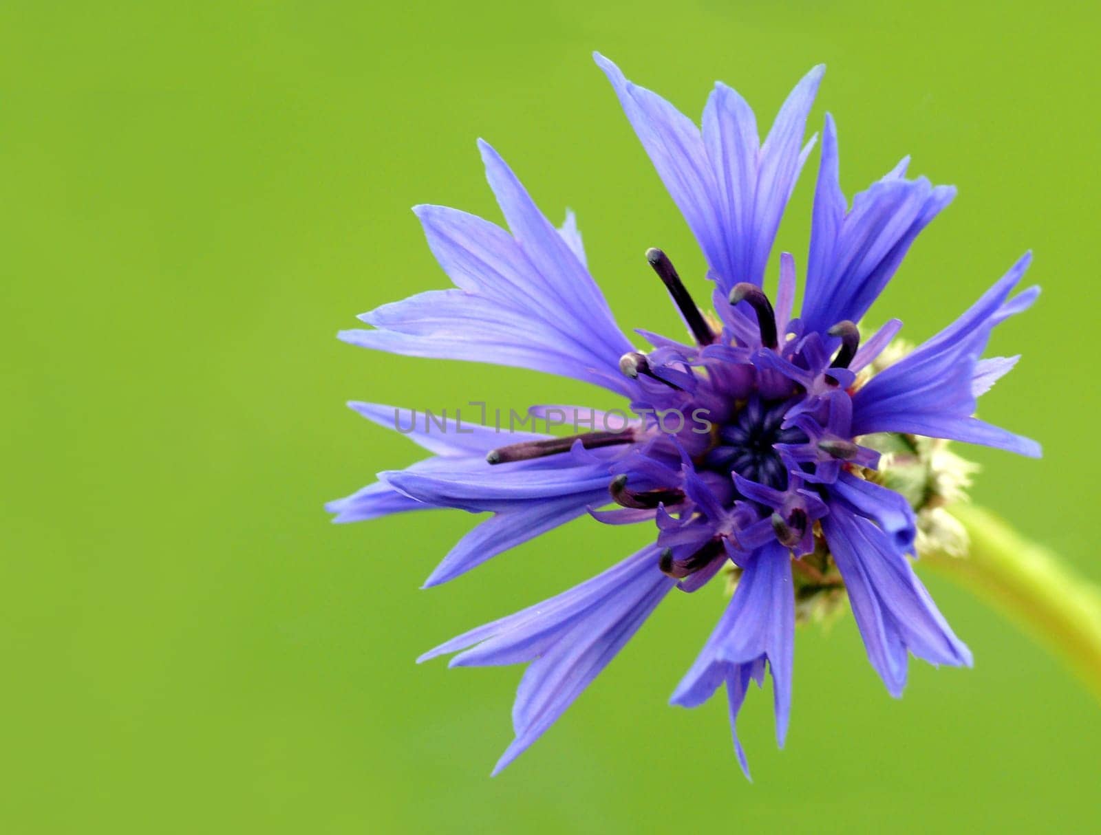Centaurea cyanus