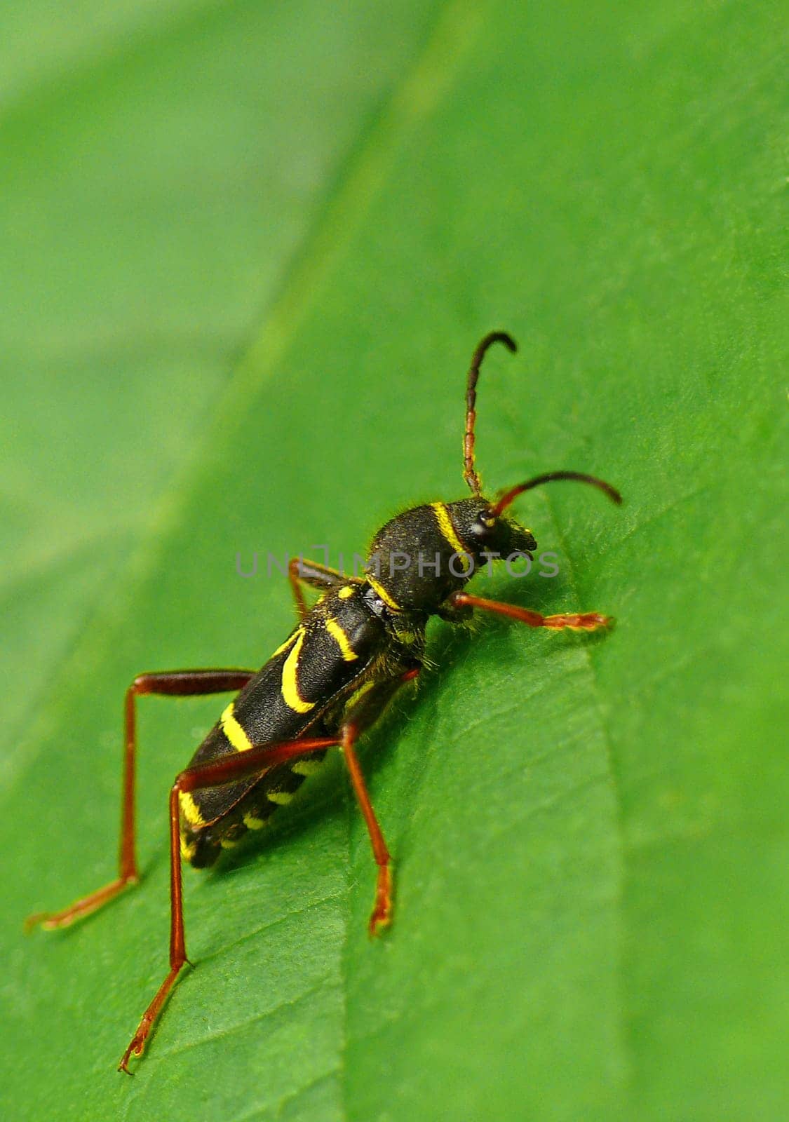 Wasp mimicry in the true ram (Clytus arietis): In order to deter predators,the ram imitates a defensive wasp with its black and yellow warning costume.