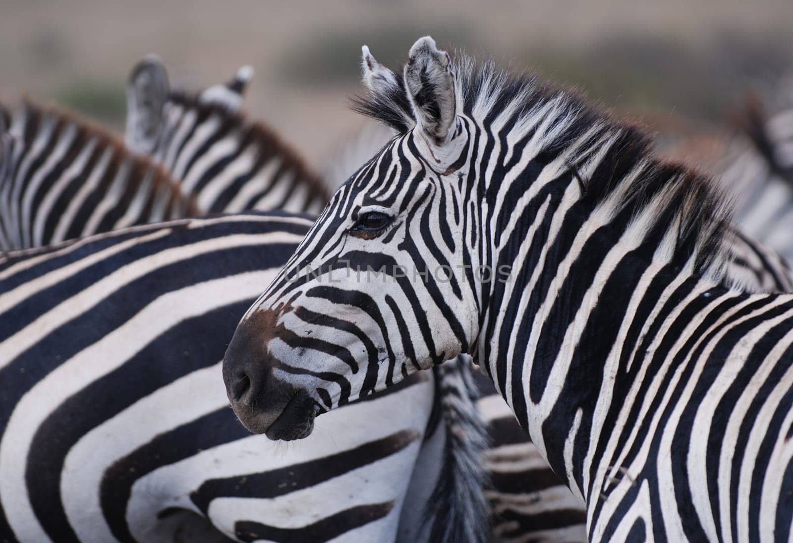 Zebra close-up in front of herd