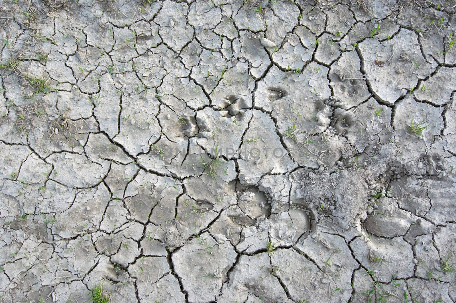 parched earth