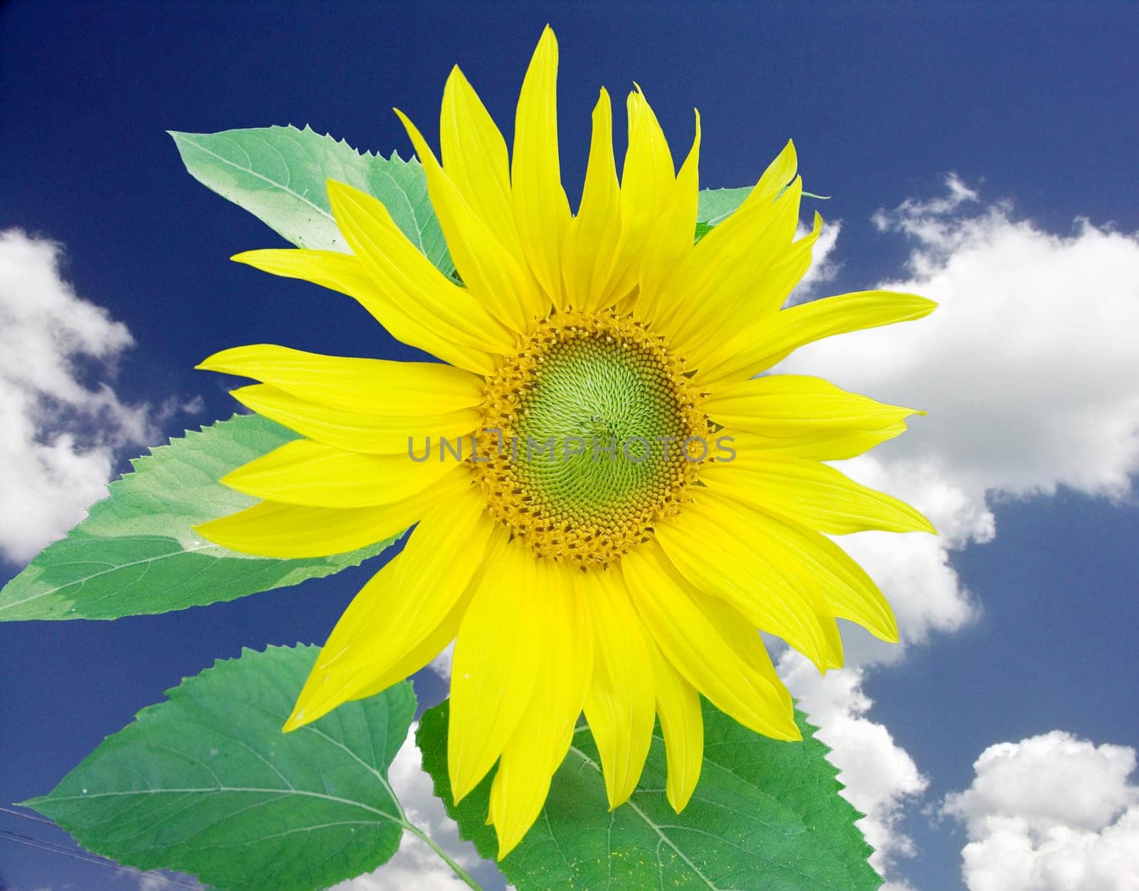 Sunflower and the blue sky