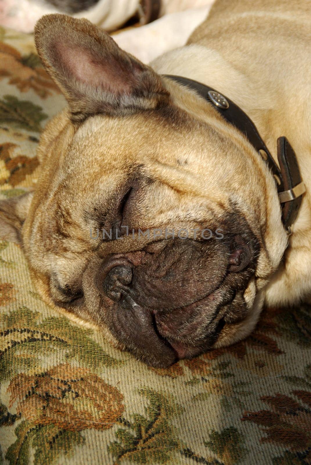 tired french bulldog