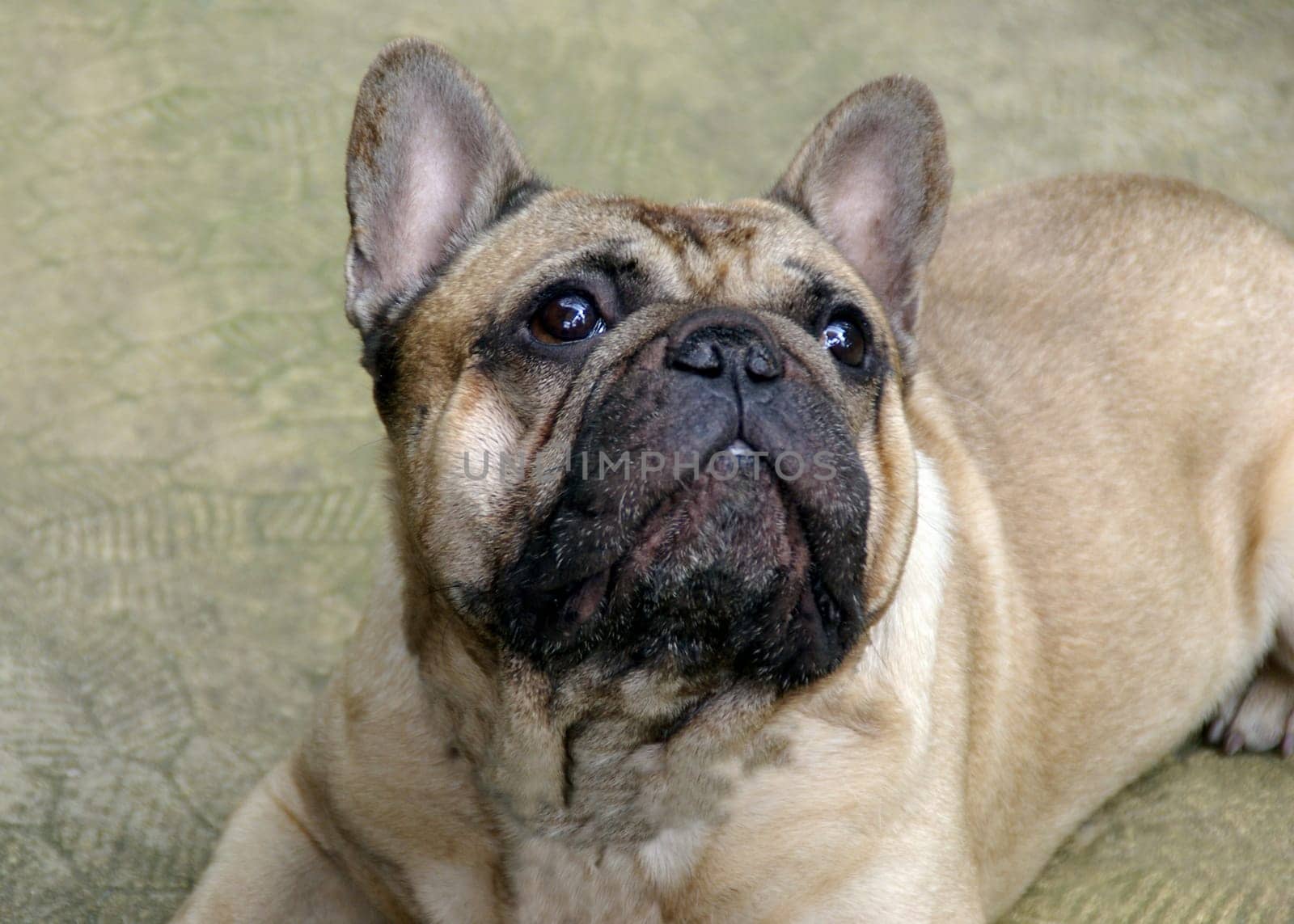 French Bulldog