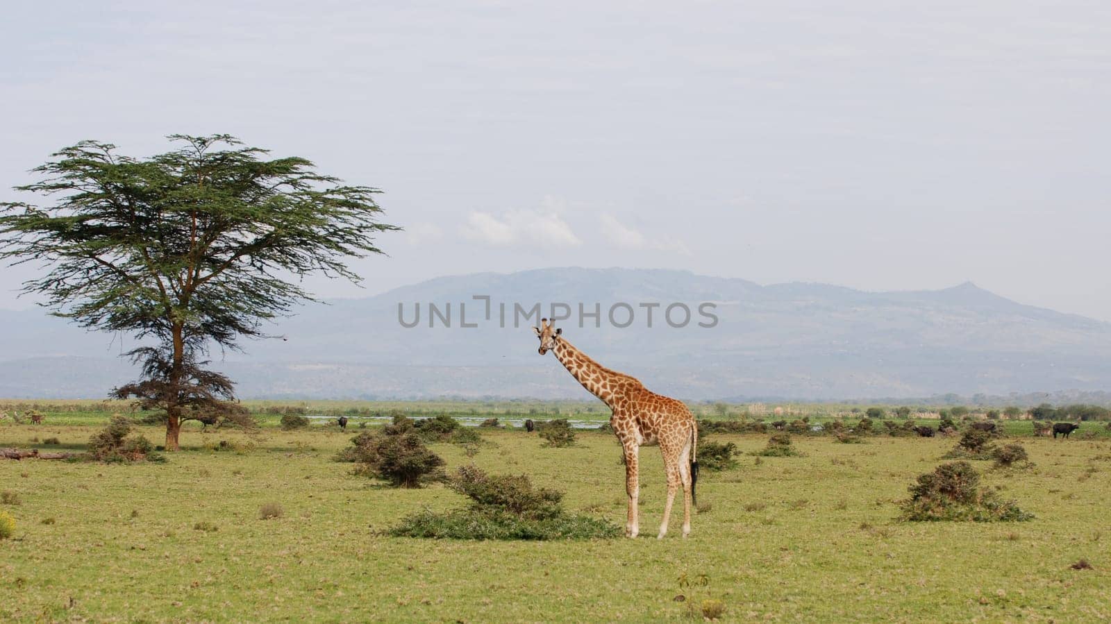 Giraffe in African scenery