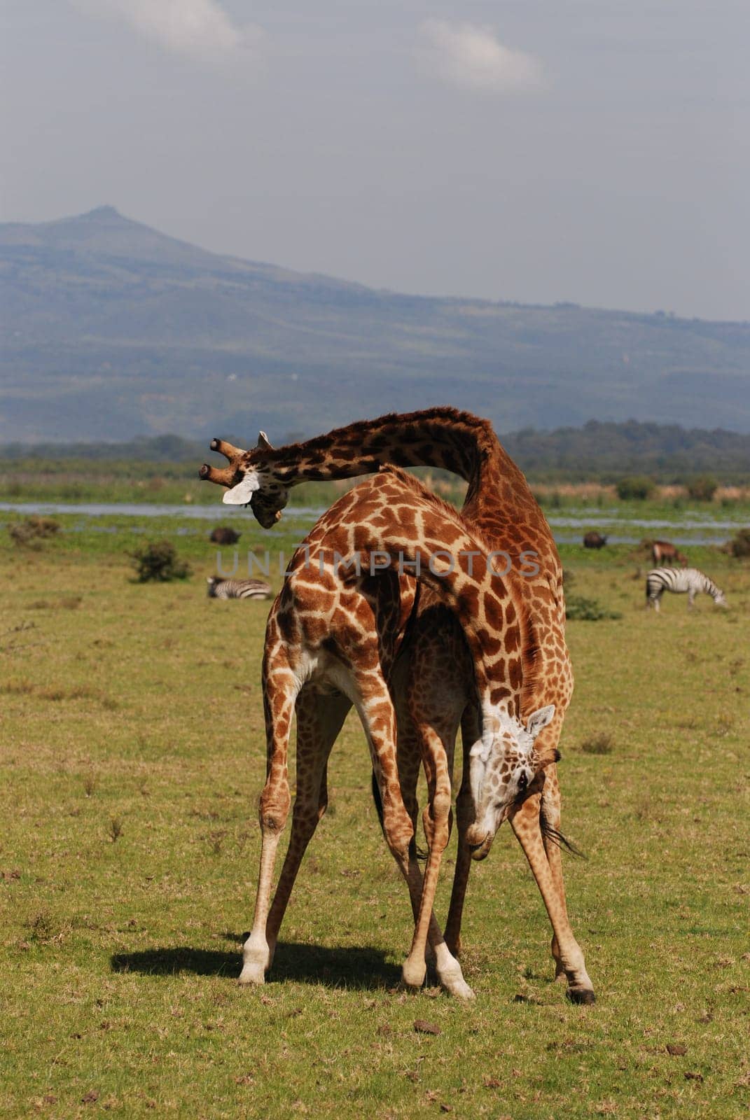 Fighting Giraffes