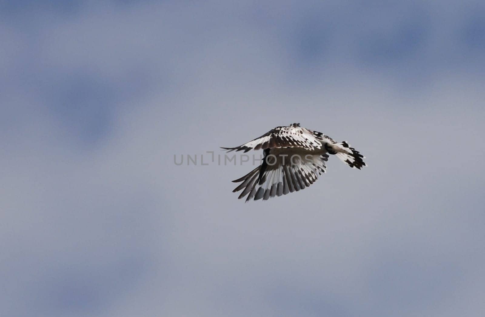 Kingfisher in flight
