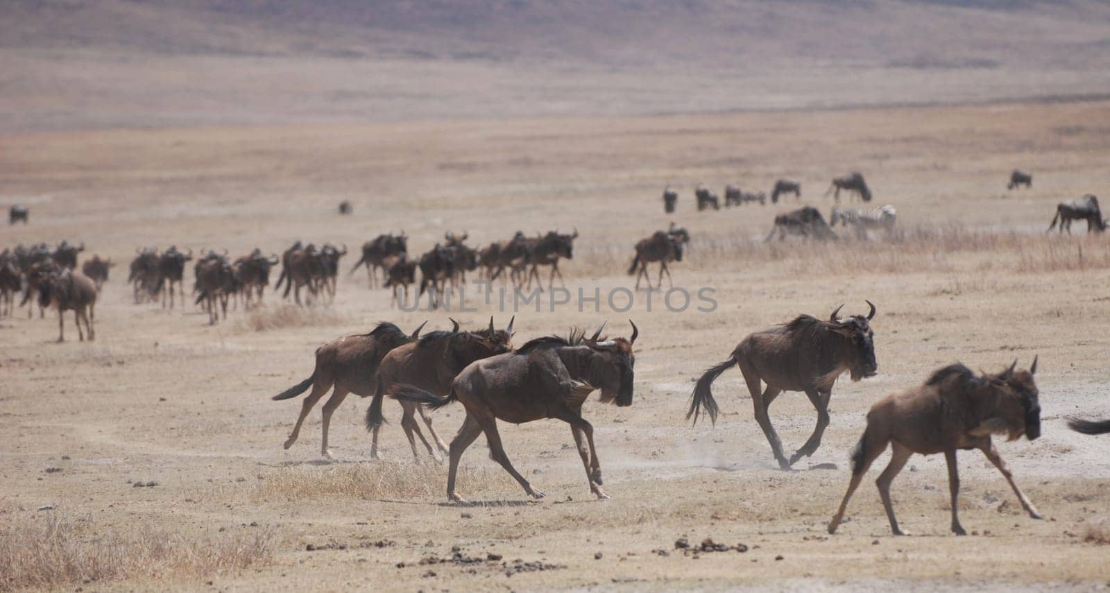 Wildebeest on the run
