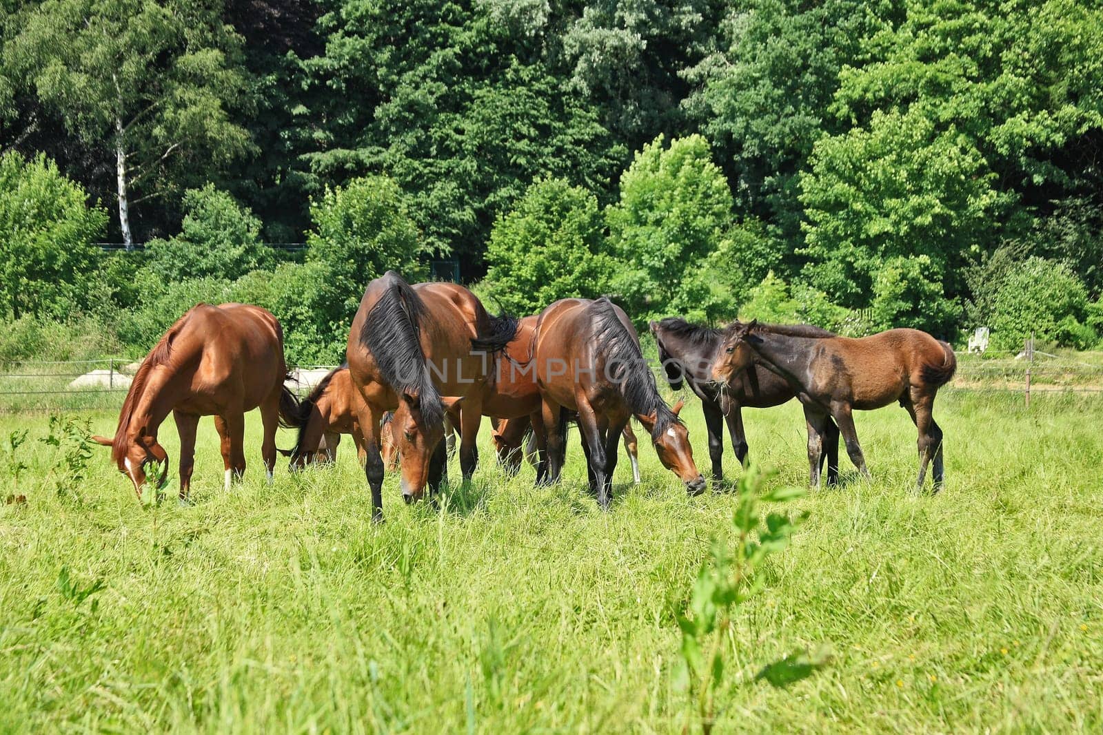 Mares with foal