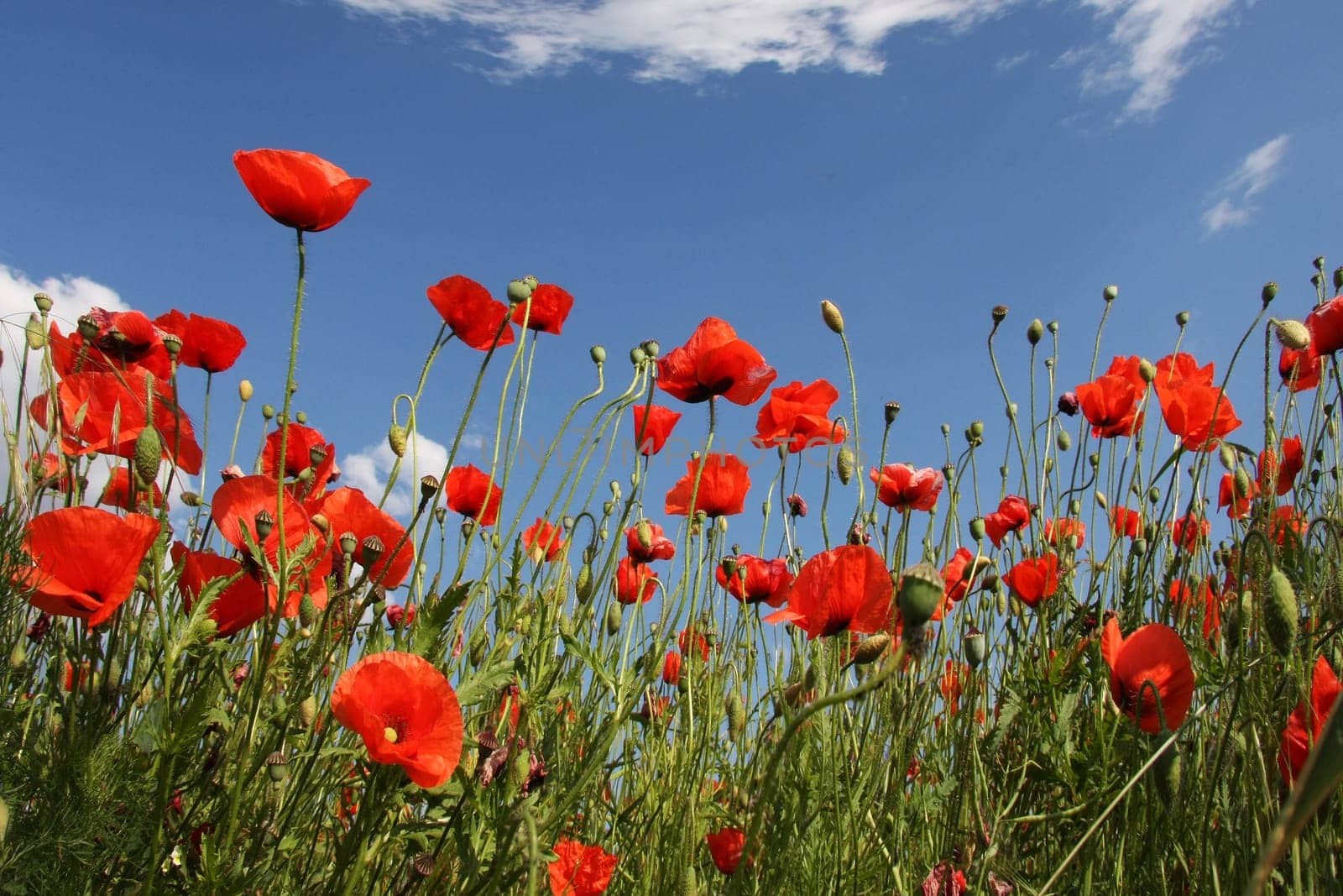 Poppy Meadow II