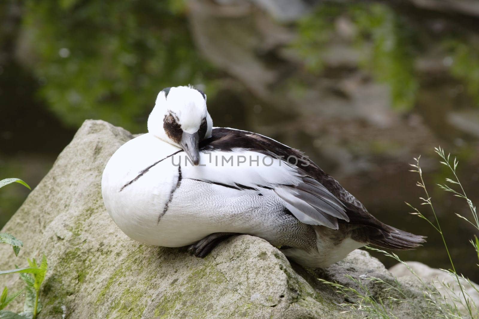 Mandarin duck (Aix galericulata)