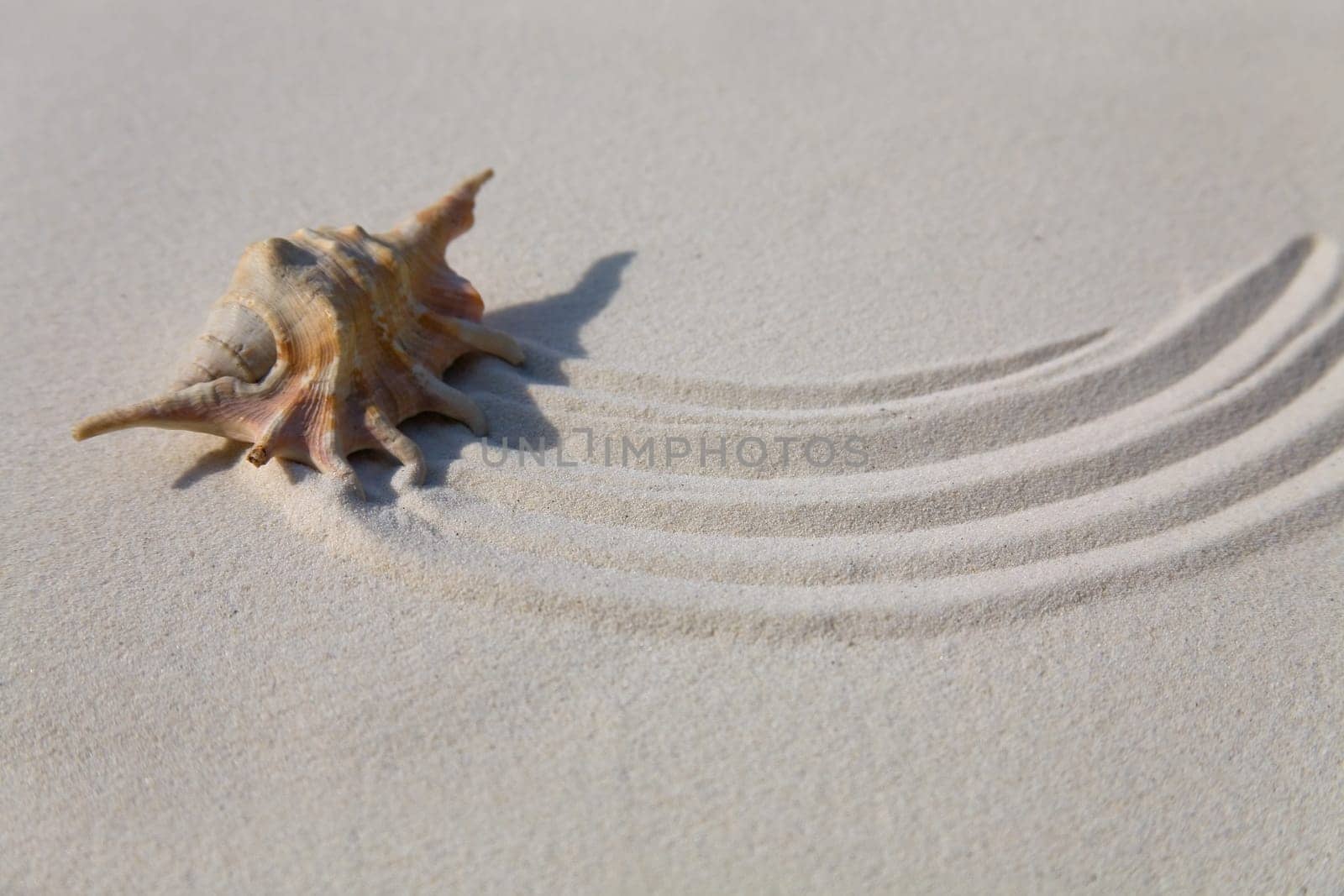 Shell in the sand