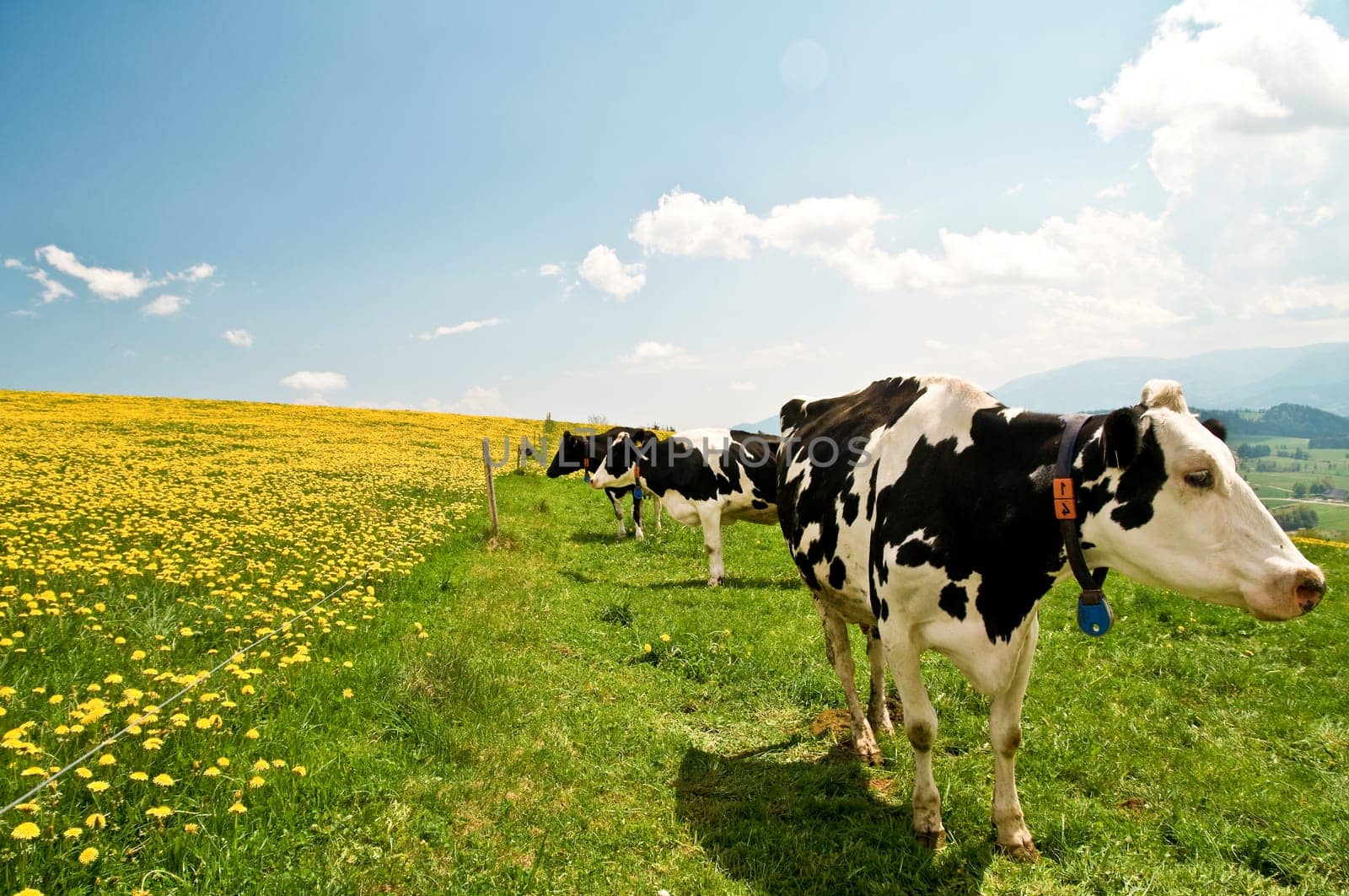 Cows 10