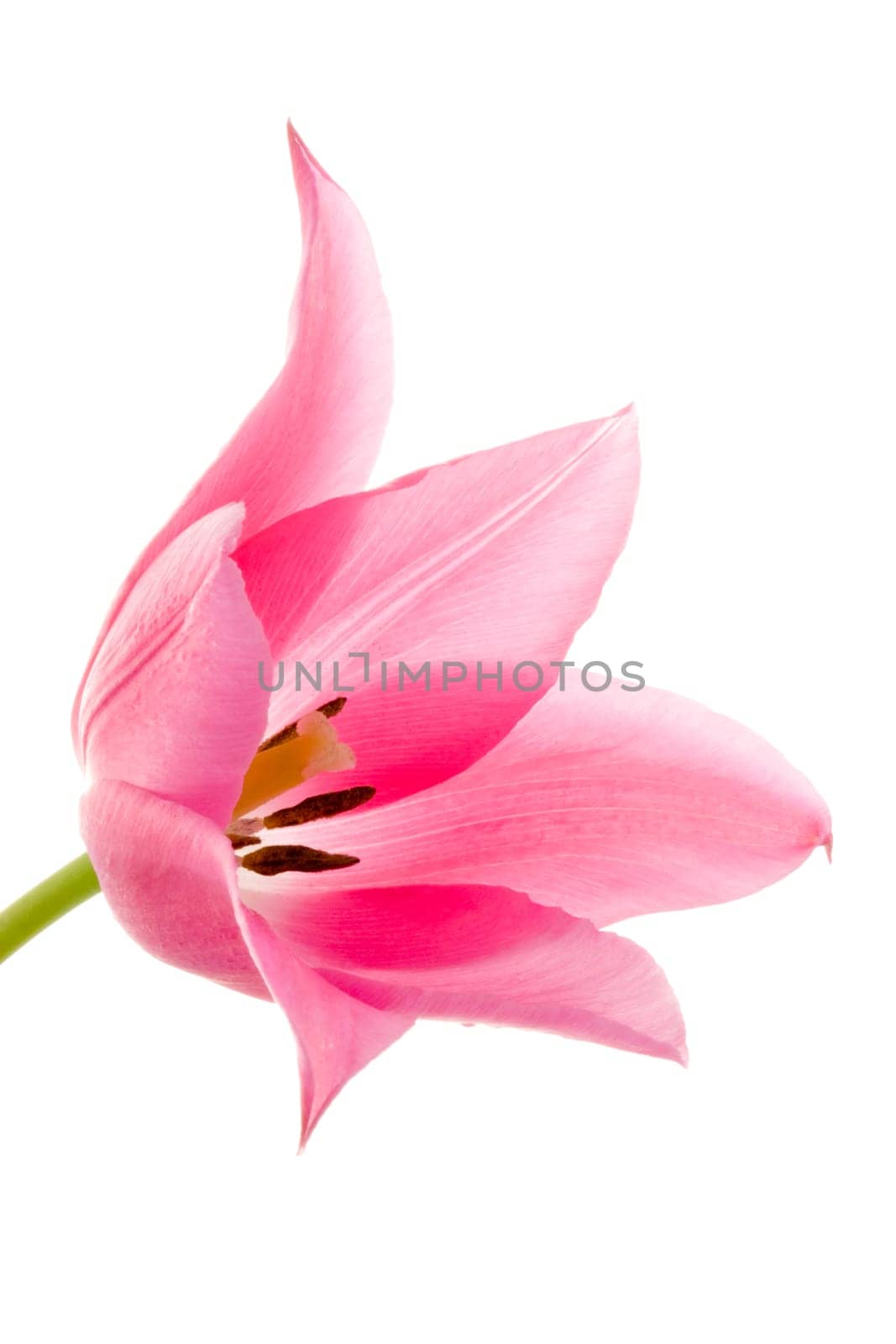 Pink tulip
