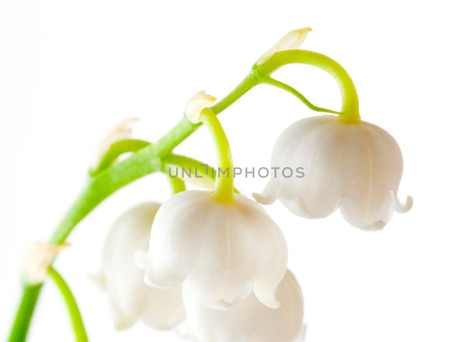 Lilly of the valley