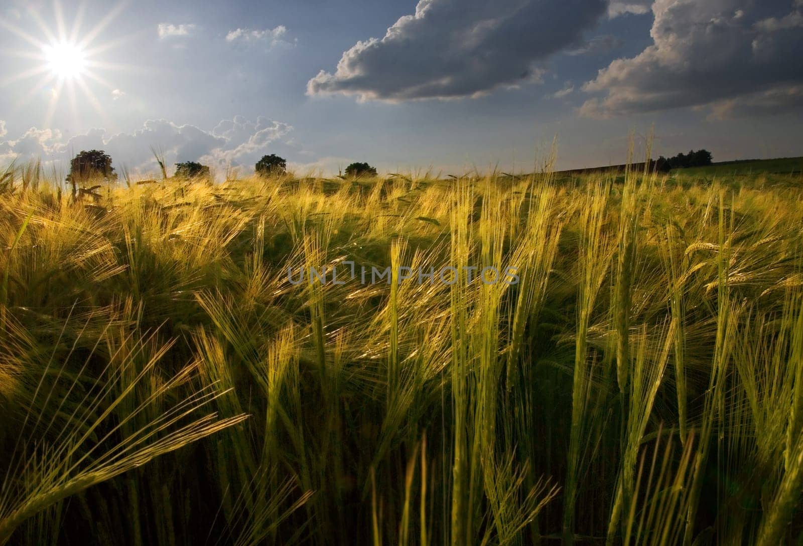 golden barley field