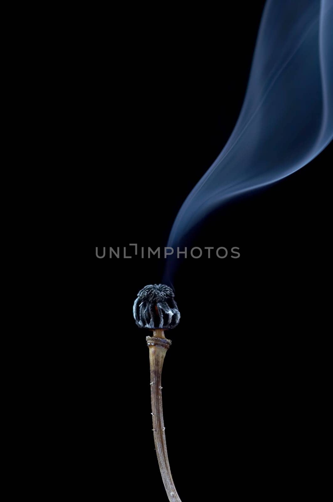 burn out poppyhead