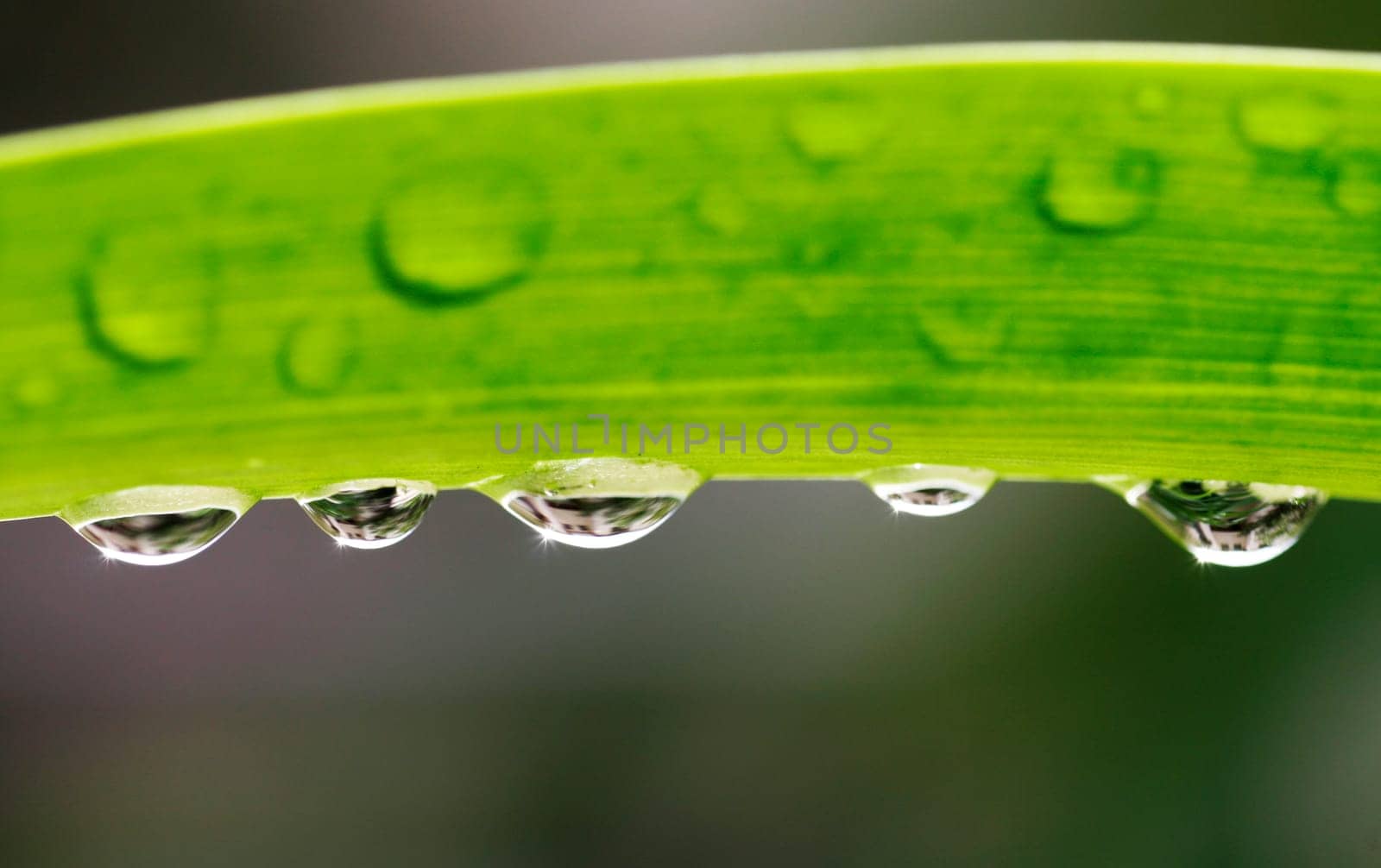 Leaf With Waterdrops