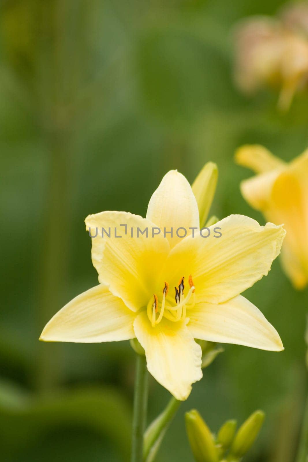 Bellflower