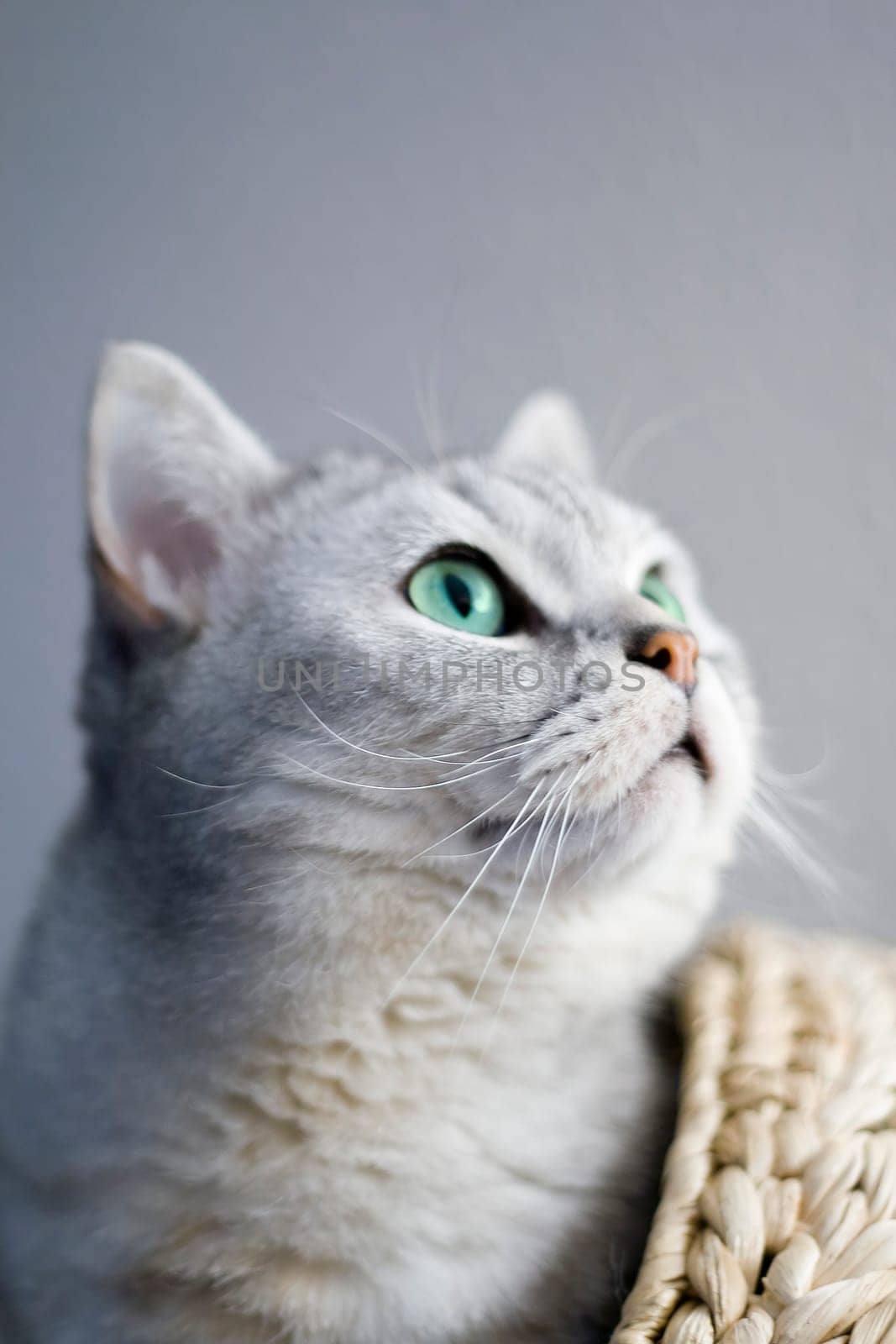 Cat Portrait