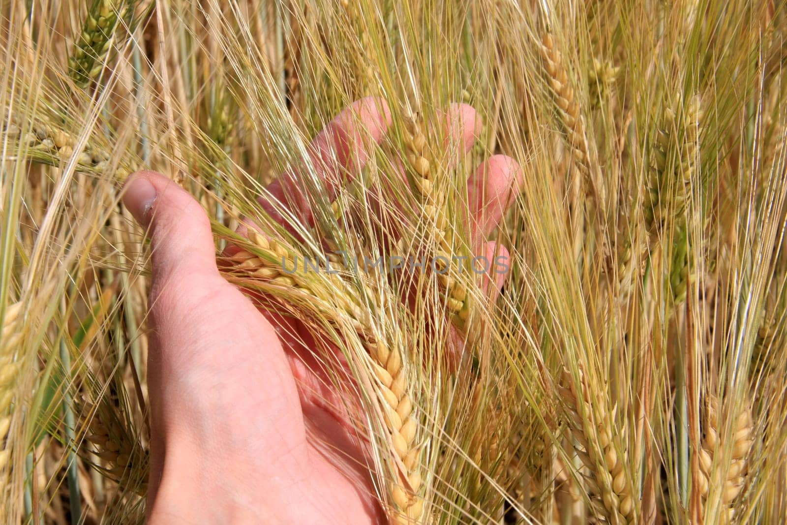 Grain by hand