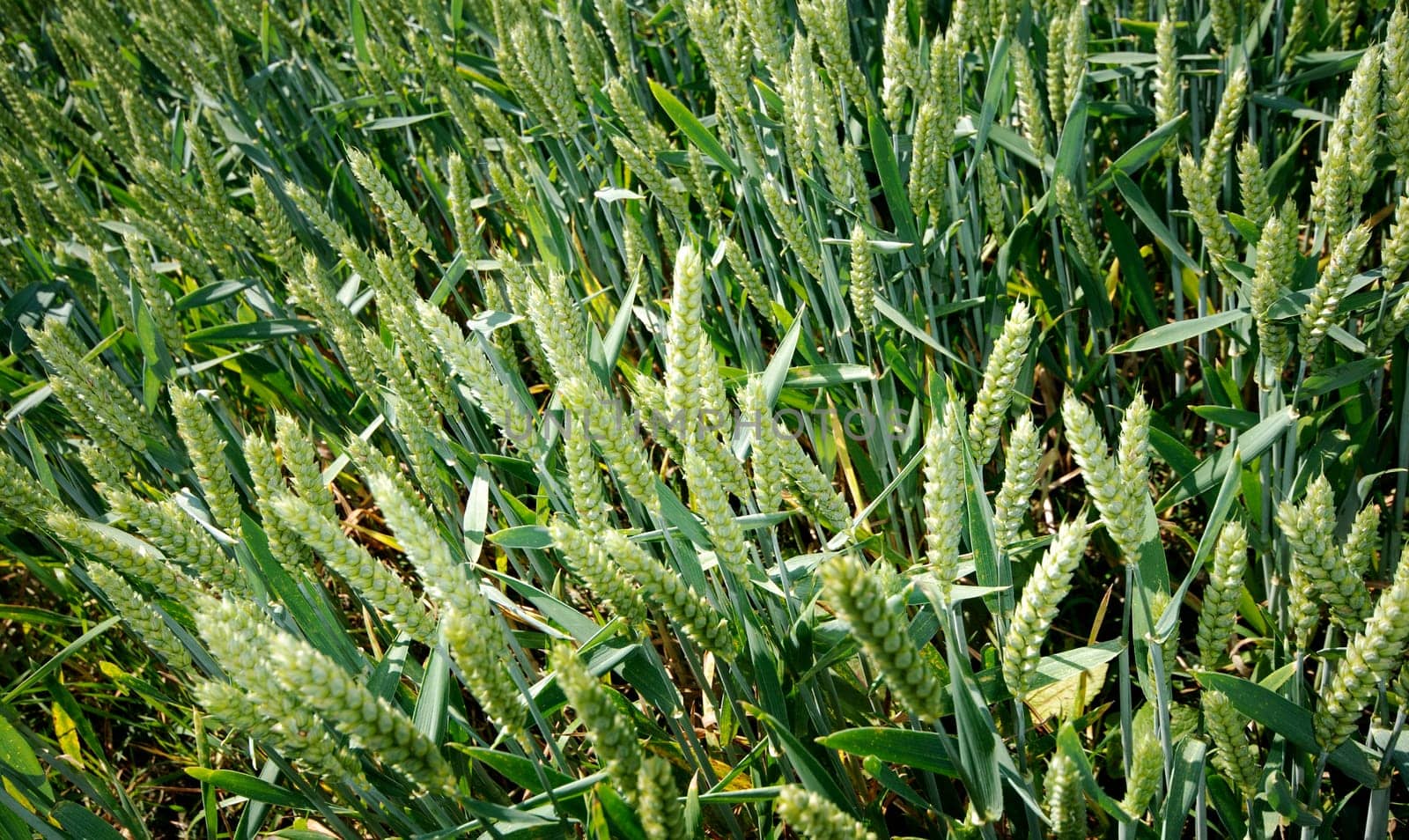 Wheatfield
