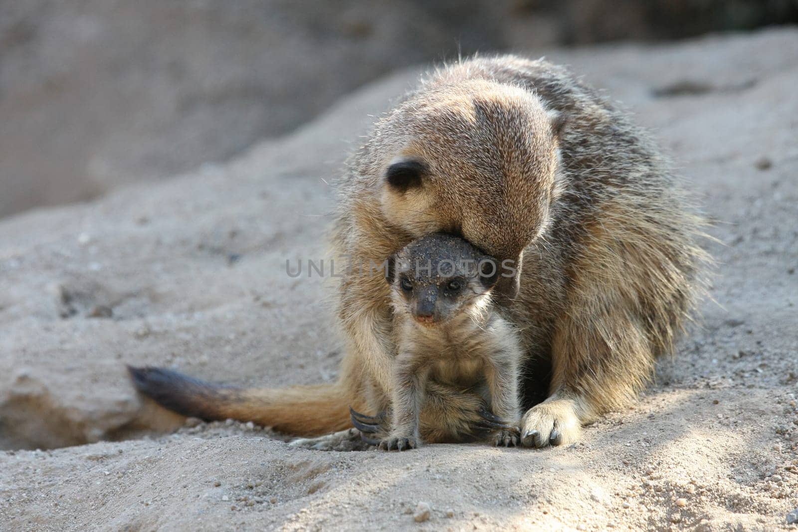 Meerkat Cubs with Mother II