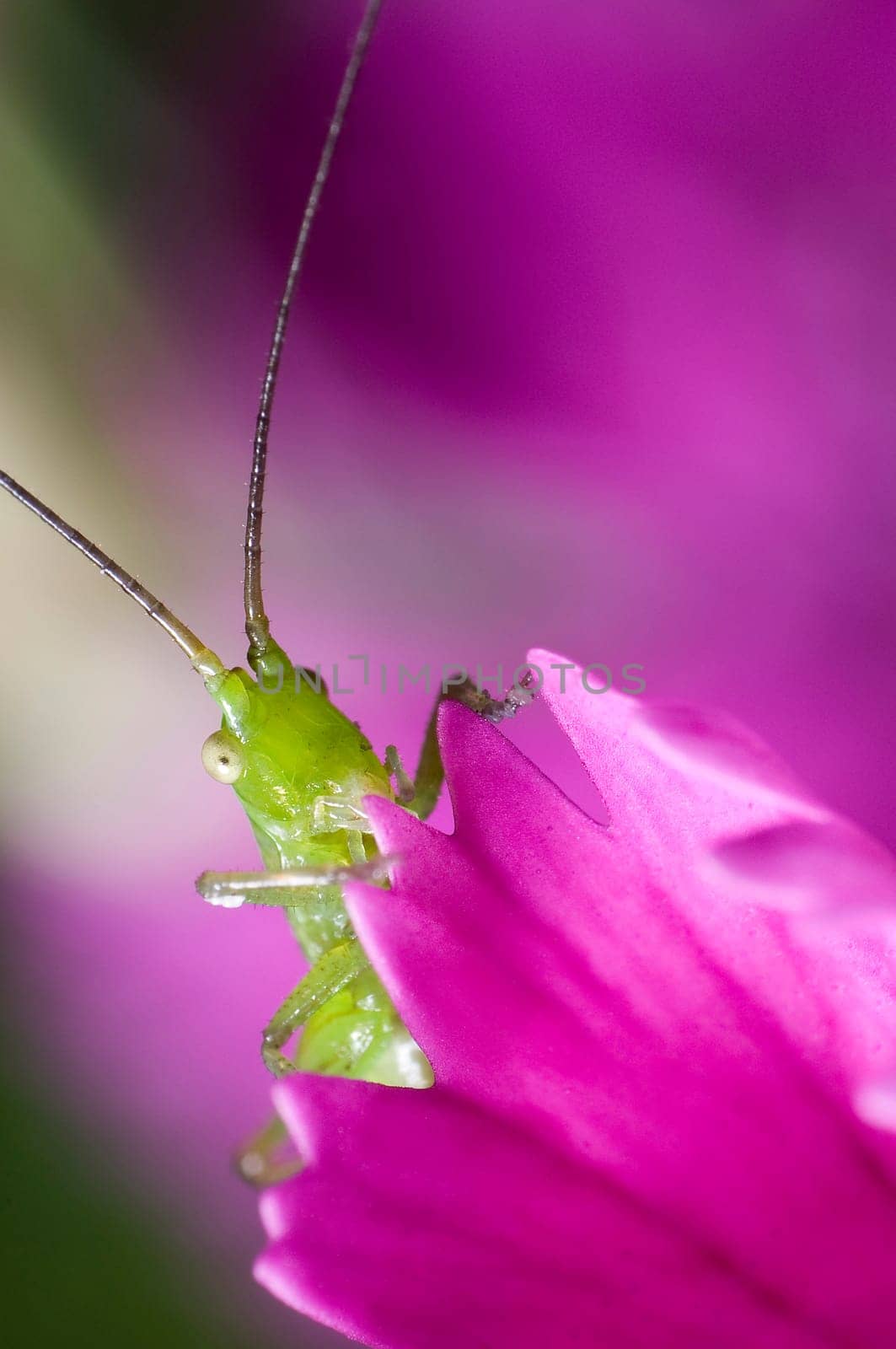 Grasshopper on carnation